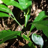 Excoecaria oppositifolia Griff.